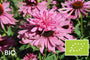 Biologische Zonnehoed (Roze) - Echinacea purpurea 'Doubledecker'