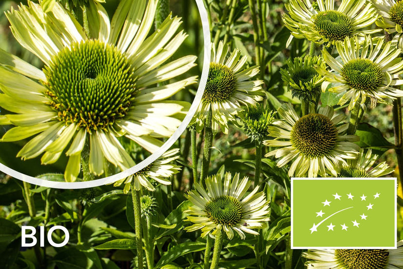Biologische Zonnehoed (Groen) - Echinacea purpurea 'Green Jewel'