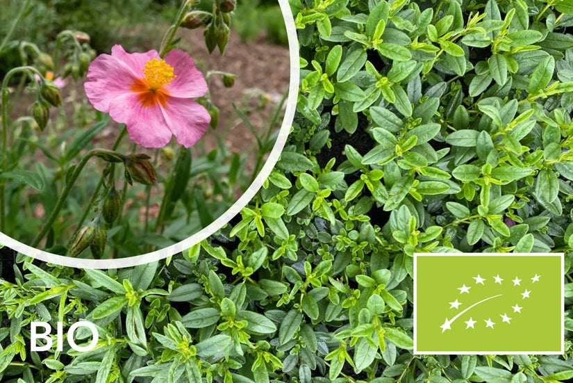 Biologisch Zonneroosje - Helianthemum 'Lawrenson's Pink'