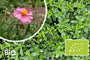 Biologisch Zonneroosje - Helianthemum 'Lawrenson's Pink'