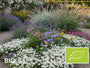 Biologisch Zonneroosje (Wit) - Helianthemum 'The Bride'