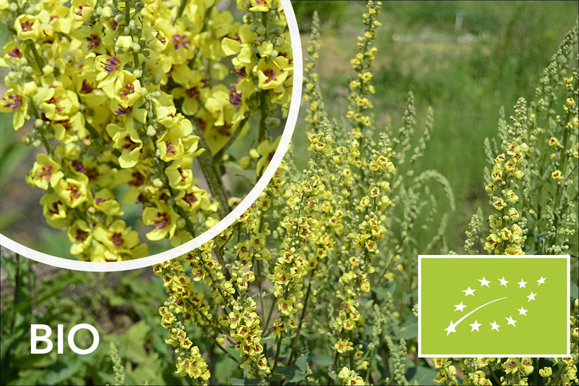 Biologische Zwarte Toorts - Verbascum nigrum