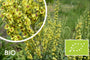Biologische Zwarte Toorts - Verbascum nigrum