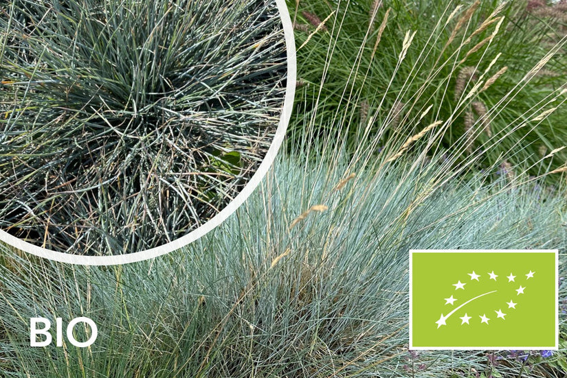 Biologisch Zwenkgras - Festuca glauca 'Elijah Blue'
