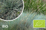 Biologisch Zwenkgras - Festuca glauca 'Elijah Blue'