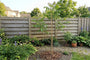 Biologische Walnootboom - Juglans regia 'Chandler' Laagstam