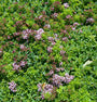 Biologisch Wilde marjolein - Origanum vulg. 'Compactum'