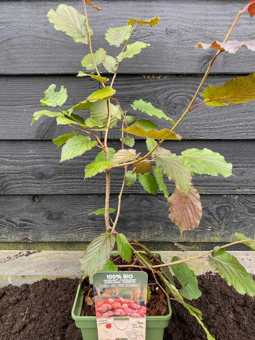 Biologisch Hazelnoot - Corylus 'Rode Zellernoot'