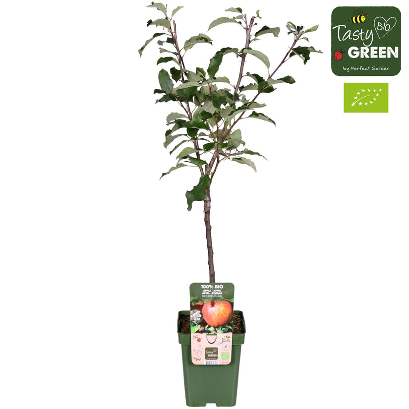 Biologisch Appelboom - Malus domestica 'Gala'