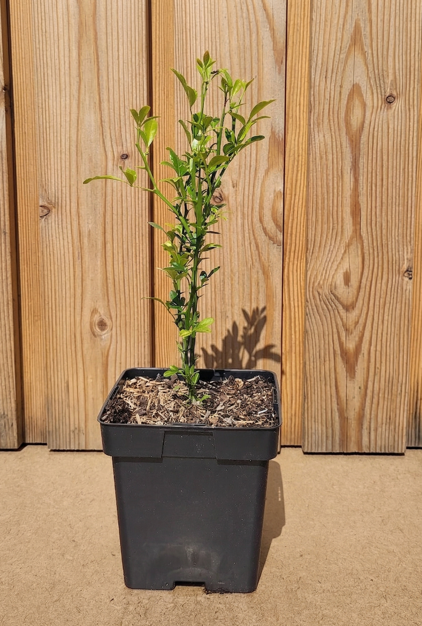 Biologisch Citroenboompje - Poncirus trifoliata