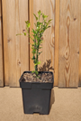 Biologisch Citroenboompje - Poncirus trifoliata