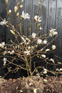 Biologische Stermagnolia (Wit) Struik vorm - Magnolia stellata