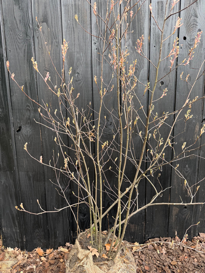 Biologische, Meerstammige Krentenboompje - Amelanchier lamarckii (gifvrij gekweekt)