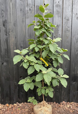 Hoogte: 150-175cm