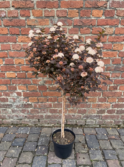 Blaasspirea (Rood blad, Halfstam) - Physocarpus opulifolius 'Diabolo'