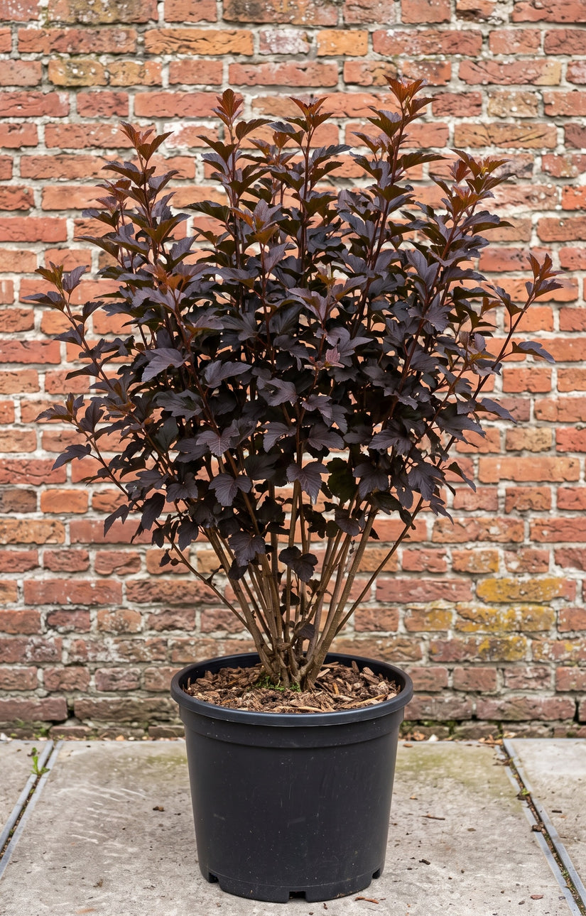 Blaasspirea - Physocarpus opulifolius 'Diabolo'