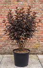 Blaasspirea - Physocarpus opulifolius 'Diabolo'