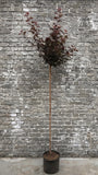 Blaasspirea (Rood blad, Halfstam) - Physocarpus opulifolius 'Diabolo'