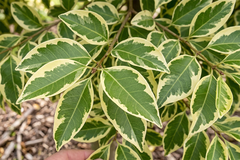 Chinese liguster - Ligustrum lucidum 'Excelsum Superbum' Hoogstam boom
