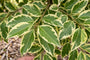 Chinese liguster - Ligustrum lucidum 'Excelsum Superbum' Hoogstam boom