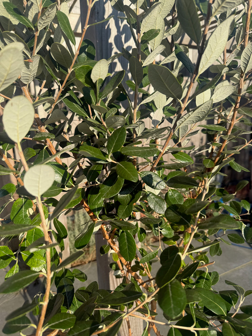 Braziliaanse guave - Acca sellowiana