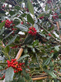 Leiboom Groene Hulst - Ilex 'Nellie R. Stevens' Jaarrond groen