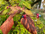 Kansenboom - Clerodendrum trichotomum (Pindakaasboom)