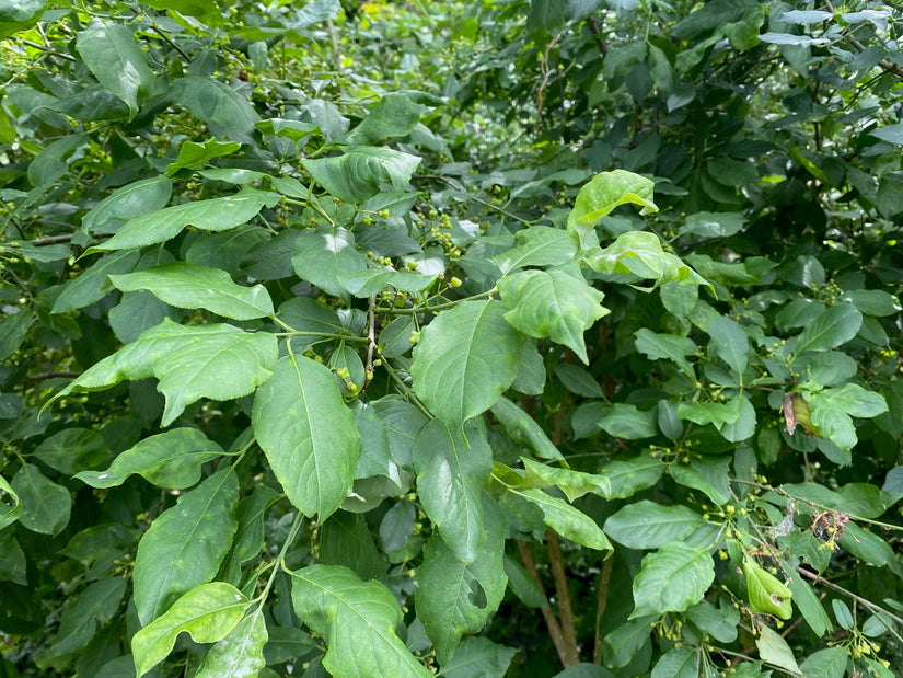 Wilde kardinaalsmuts - Euonymus europaeus