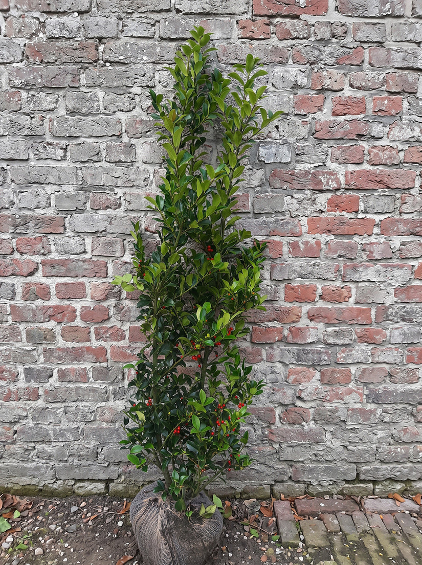 Blauwe hulst - Ilex x meserveae 'Heckenfee'