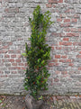 Blauwe hulst - Ilex x meserveae 'Heckenfee'