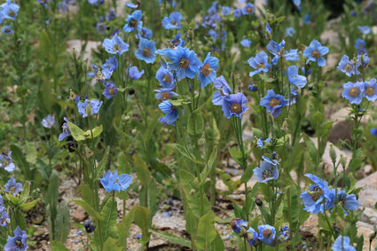 Blauwe klaproos - Meconopsis betonicifolia
