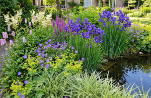 Biologisch Lis - Iris sib. 'Blue King'