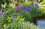  iris blue king naast vijver met er naast (niet in het water) vrouwenmantel, kattenstaart, adderwortel (persicaria), moerasspirea, zegge 'carex' ice dance en tuingeraniums.