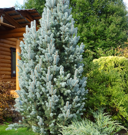Blauwe Spar - Picea pungens 'Iseli Fastigiate'
