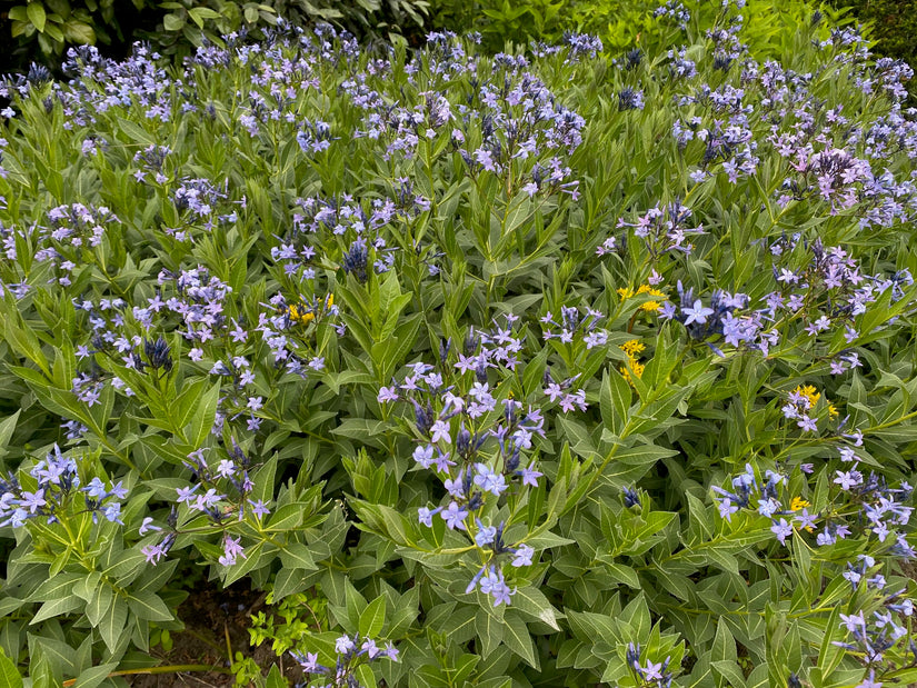 Blauwe ster - Amsonia tabernaemontana