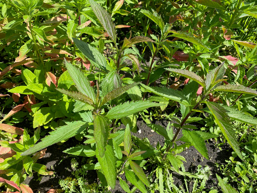 Blauwe Verbena - Verbena Hastata