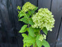 Pluimhortensia - Hydrangea paniculata 'Limelight'