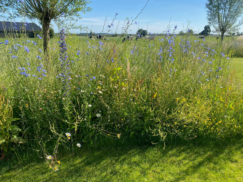 bloemenmengsel met o.a. wilde cichorei, margriet en citroengele honingklaver