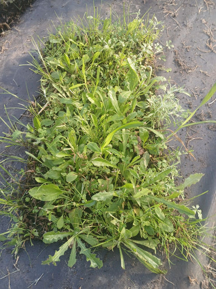 Inheemse bloemenmat - wintergroen en onderhoudsvrij - per m2