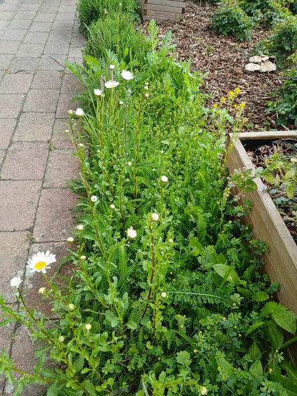 Inheemse bloemenmat - wintergroen en onderhoudsvrij - per m2
