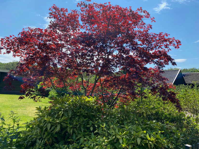 Japanse Esdoorn - Acer palmatum 'Bloodgood'