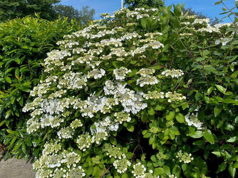 Boerenhortensia - Hydrangea macrophylla