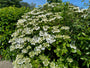 Boerenhortensia - Hydrangea macrophylla