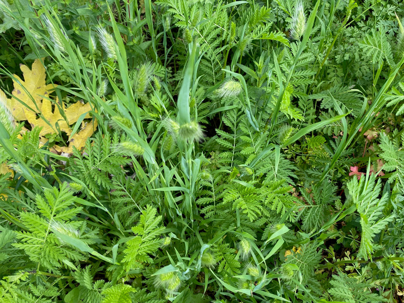 Biologisch Boerenwormkruid - Tanacetum vulgare