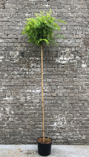 Hoogstam boom, stamhoogte 180 cm