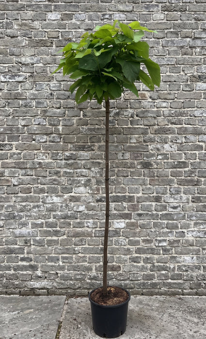 Trompetboom (Hoogstam) - Catalpa bignonioides 'Nana'