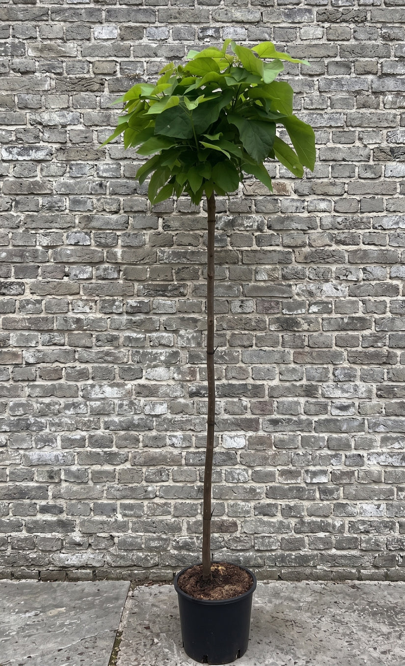 Trompetboom (Hoogstam) - Catalpa bignonioides 'Nana'