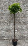 Trompetboom (Hoogstam) - Catalpa bignonioides 'Nana'