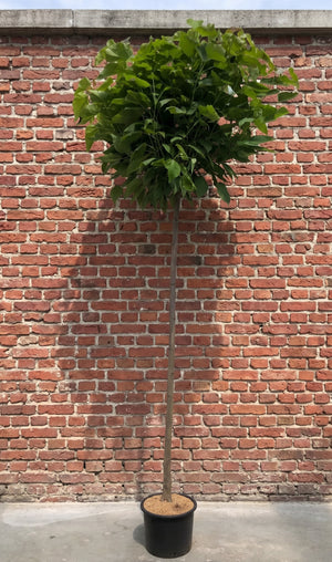 Op stam XL, stamhoogte 220 cm