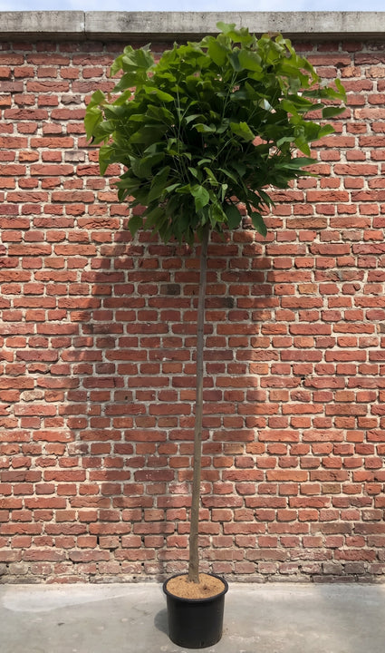 Trompetboom - Catalpa bignonioides 'Nana' bolvormige boom op stam